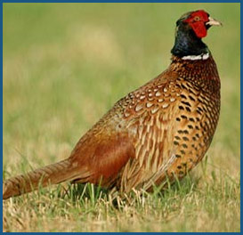 Bird Watching in Nepal