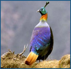 Bird Watching in Nepal