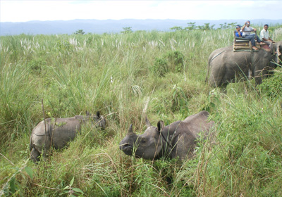 Chitwan Jungle Safari